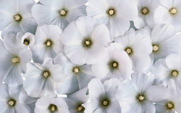 цветы, фон, белые цветы, лаватера