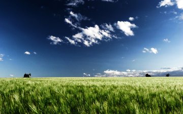 небо, облака, поле, горизонт, пшеница, рожь, новая зеландия