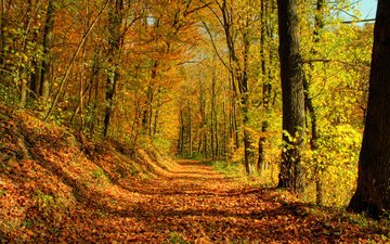 деревья, солнце, лес, листья, листва, осень, тропа
