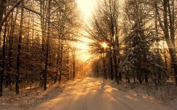 деревья, солнце, снег, лес, зима, луч