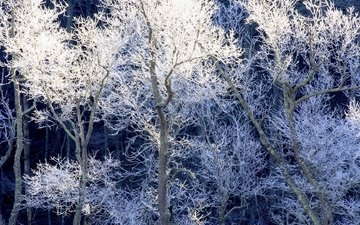 деревья, снег, зима, иней