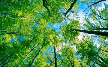 деревья, лес, листва