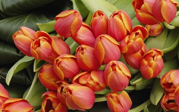 цветы, бутоны, весна, букет, тюльпаны, 8 марта