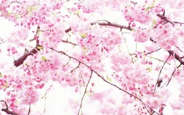 цветение, япония, весна, сакура