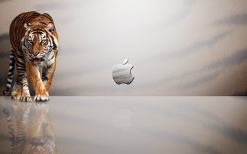 тигр, эппл