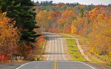 дорога, деревья, лес, осень