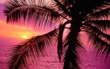 закат, море, пальма