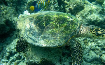 черепаха, подводный мир, морская черепаха