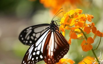 насекомое, цветок, бабочка, крылья, монарх