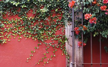 цветы, листья, стена, лианы