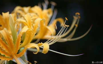цветы, желтые, лилия паучья, ликорис