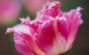 цветок, лепестки, бутон, розовый, тюльпан