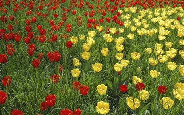трава, природа, цветение, лепестки, сад, луг, весна, тюльпаны, тюльпан