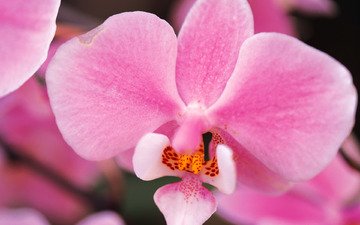цветы, лепестки, розовые, орхидея, орхидеи