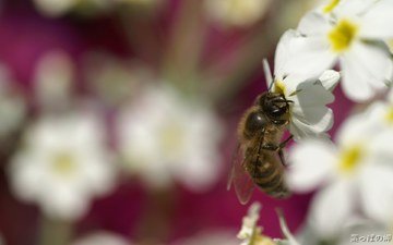 цветы, насекомое, пчела