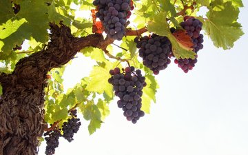 листья, виноград, лоза, грозди