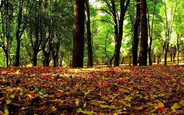 деревья, листья, осень, осенние листья