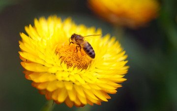 макро, цветок, насекомые, пчела