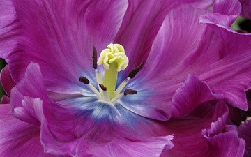 цветок, лепестки, тюльпан, фиолетовые, крупным планом
