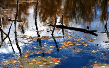 река, природа, лес, листья, отражение, ветки, осень