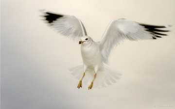 полет, альбатрос