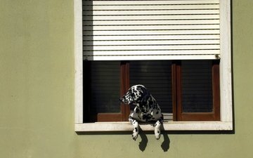 собака, далматин, окно, жалюзи
