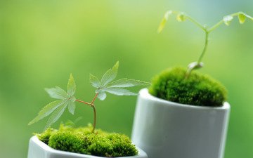 зелень, растения, макро, зеленые, весна, листики, росток, ростки