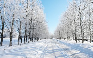 дорога, деревья, снег, лес, зима, даль