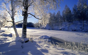 bäume, der fluss, schnee, wald, winter