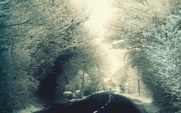 дорога, деревья, снег, зима, ветки, мороз, иней