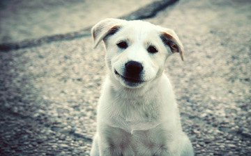 улыбка, белый, собака, щенок, лабрадор, милый