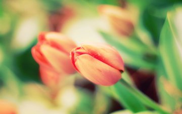 цветы, природа, тюльпаны