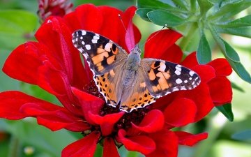 цветы, насекомое, бабочка, крылья, красивые, обычные