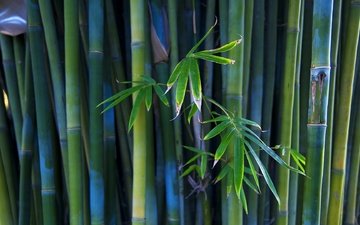 бамбук, стебли