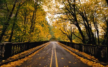 дорога, природа, листва, мост, осень