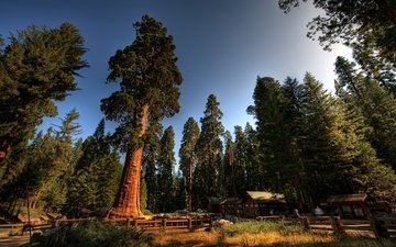 деревья, лес, стволы, домики, калифорния, sequoia national park, секвойи, секвойя, национальный парк секвойя, турбаза