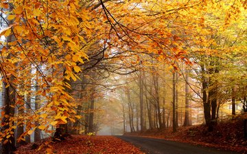 дорога, деревья, природа, лес, листья, туман, листва, осень