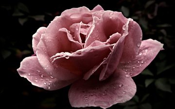 цветок, капли, роза, крупный план, розовая