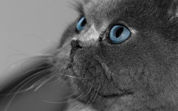 глаза, кот, кошка, взгляд, серый, голубые, британская короткошерстная