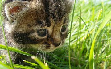глаза, трава, кошка, взгляд
