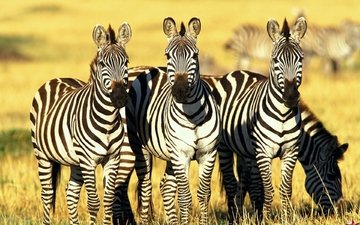 зебра, животные, африка, зебры
