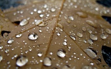 вода, макро, капли, лист, дождь, прохлада, осен