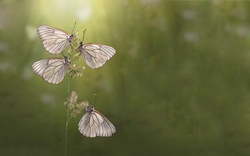 утро, лето, бабочки