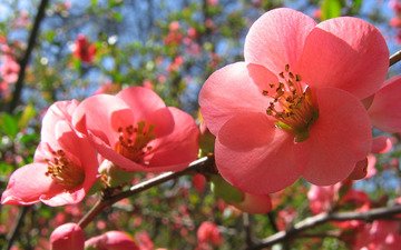 цветение, весна, розовые цветы