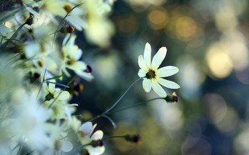 растения, макро, цветок, белый, блики, нежность