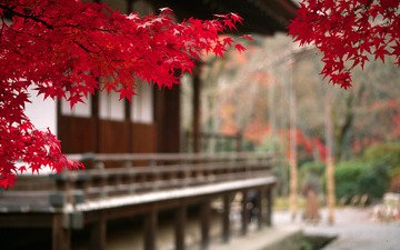 дерево, листья, пейзаж, осень, япония, ветвь