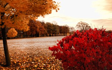 деревья, природа, пейзаж, парк, осень, storm warning, осенние листья