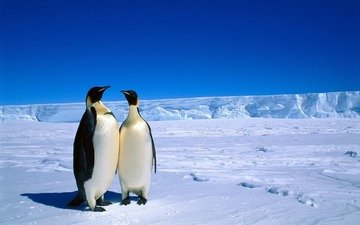 снег, животные, лёд, пингвин, пингвины, антарктика