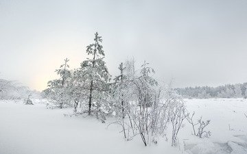 снег, елка, зима, пейзаж