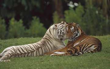 хищник, любовь, пара, дикая кошка, тигры